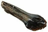 Rare, Fossil Dinosaur (Leptoceratops) Rooted Tooth - Montana #306550-1